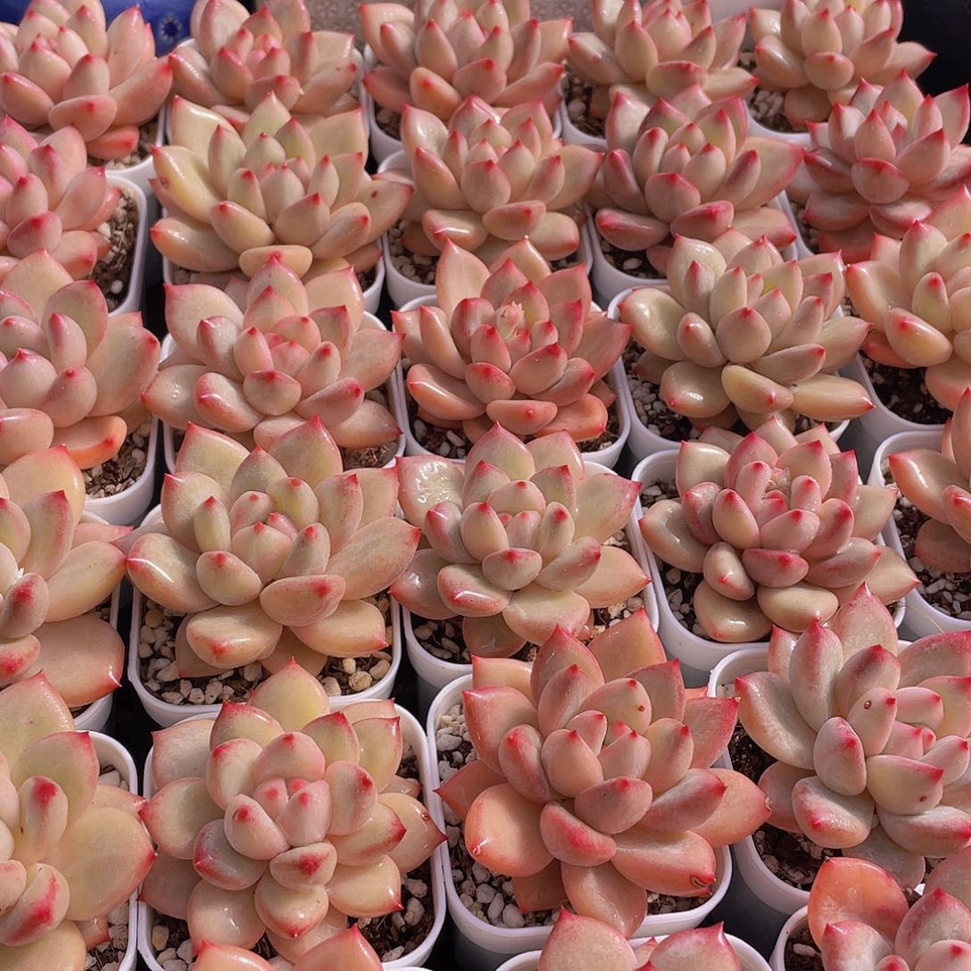 量拍111号 香克斯美人单头一个