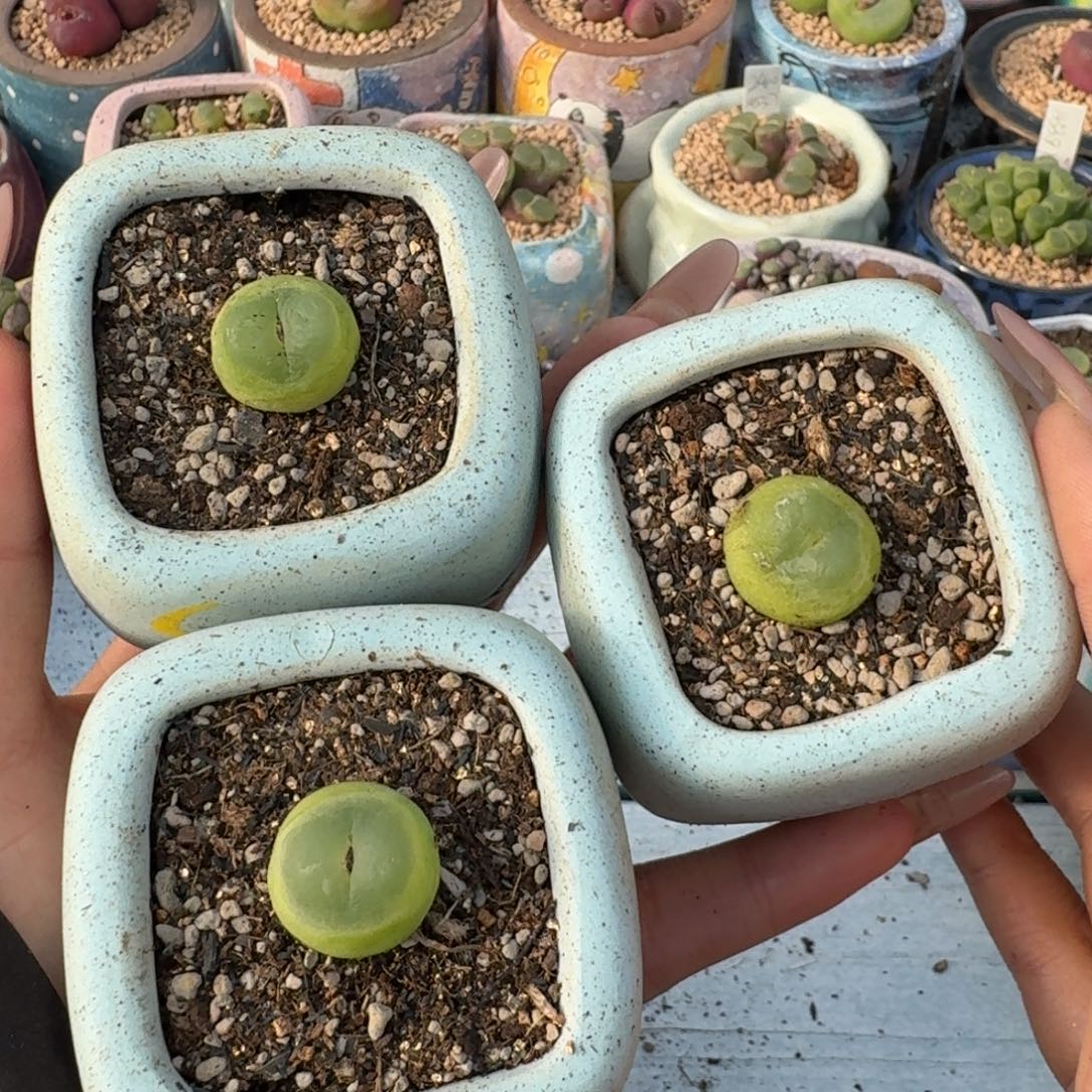 带瓷盆拉登单头福利一颗