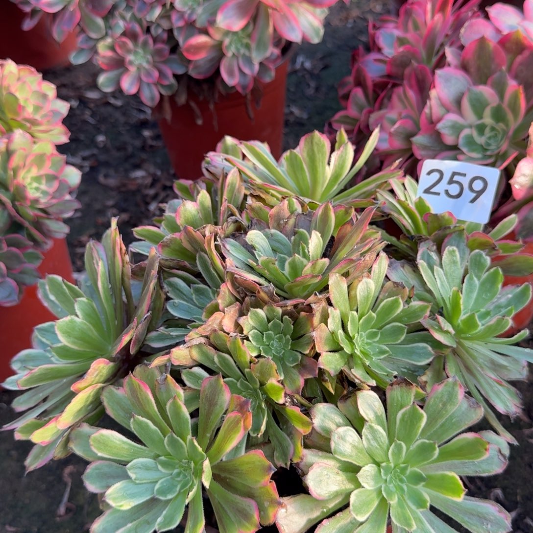 花脸粉袋多肉259号法师多肉