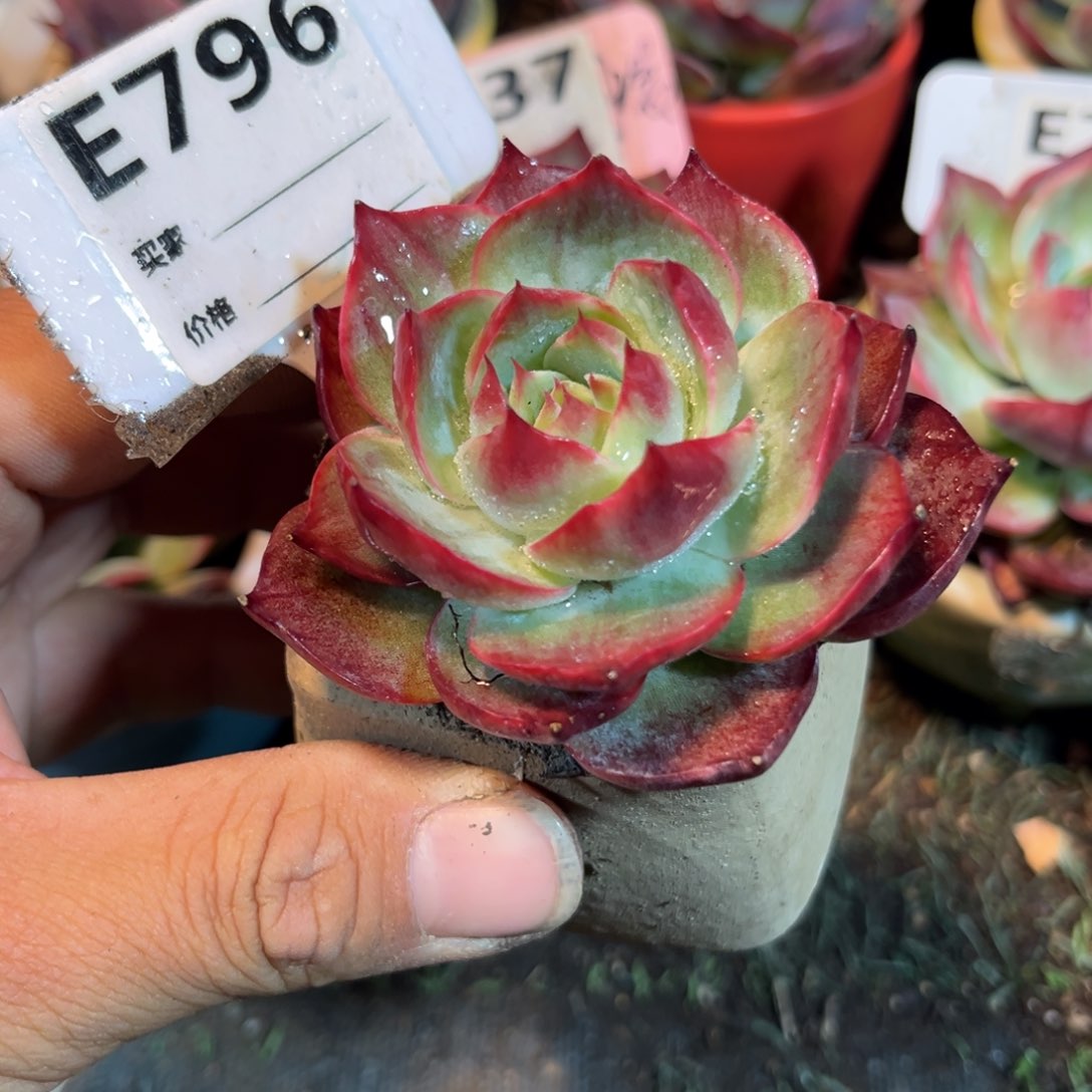 惊鸿一瞥796好多肉