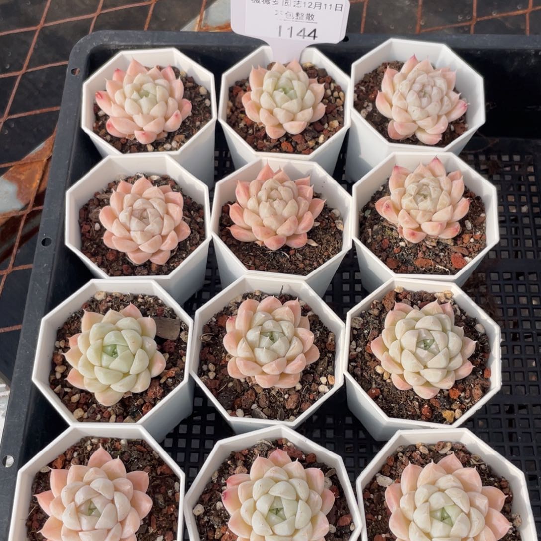 不包整散 盆子不售后1144