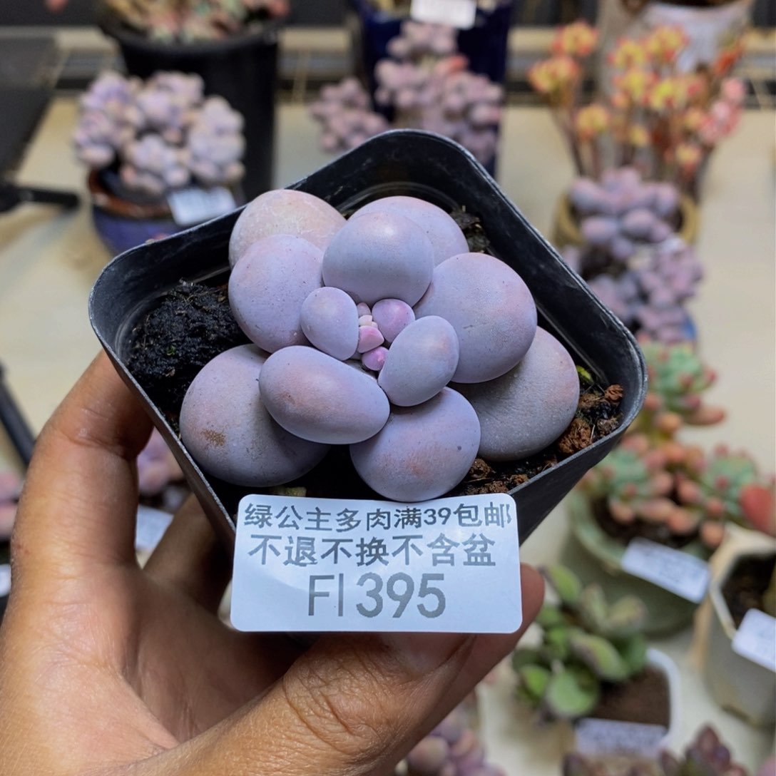 395芭比奶多肉5c m