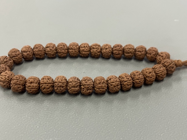 金刚菩提，老树王尺寸1.0