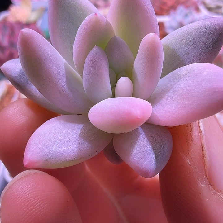 流纱美人锦可嫁接多肉锦