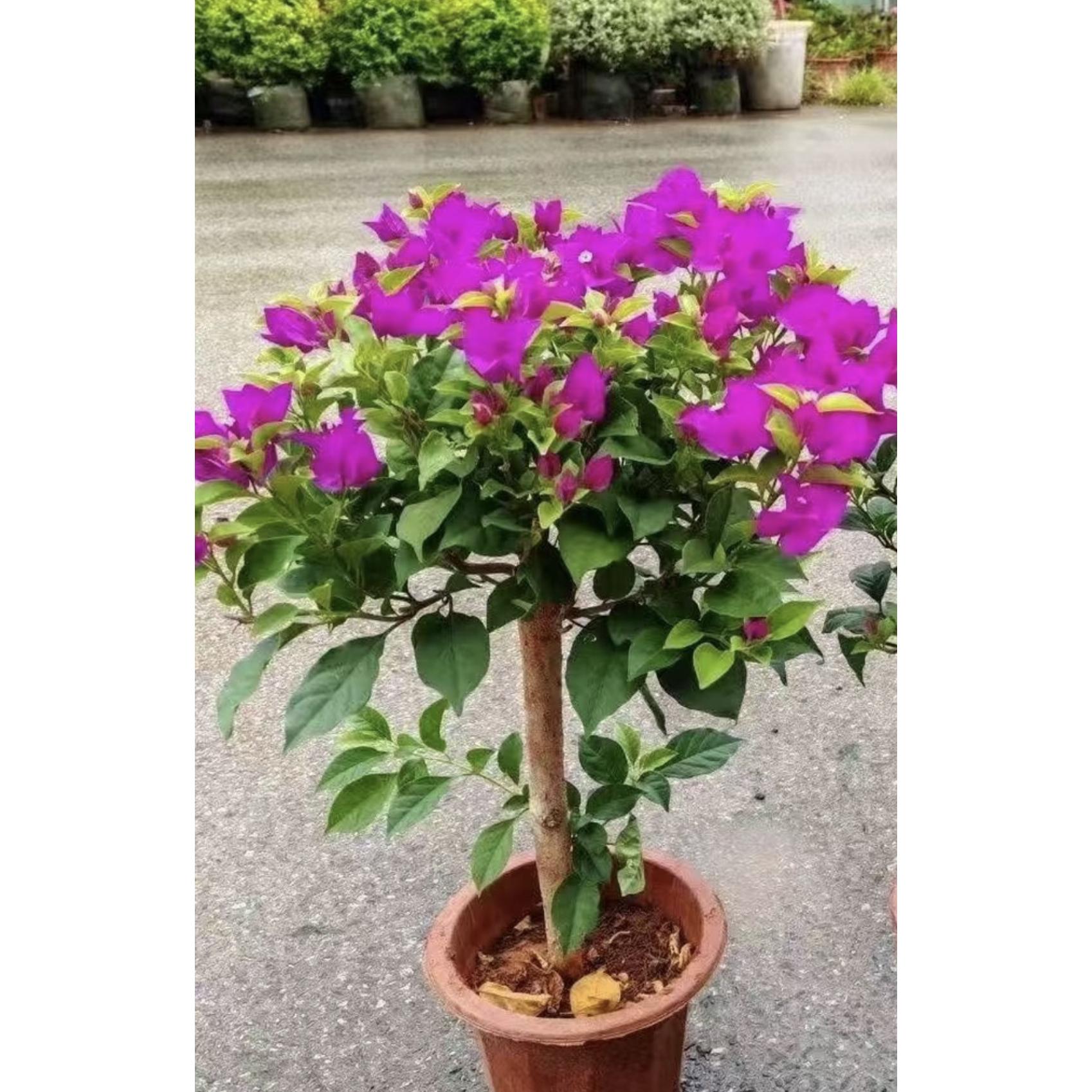 云南紫三角梅老桩原盆原土带花发货室内外庭院阳台四季盆栽植物