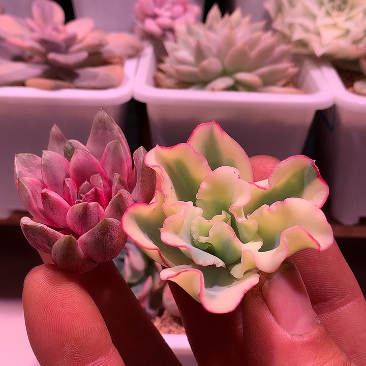 葡萄锦➕水瓶座锦锦