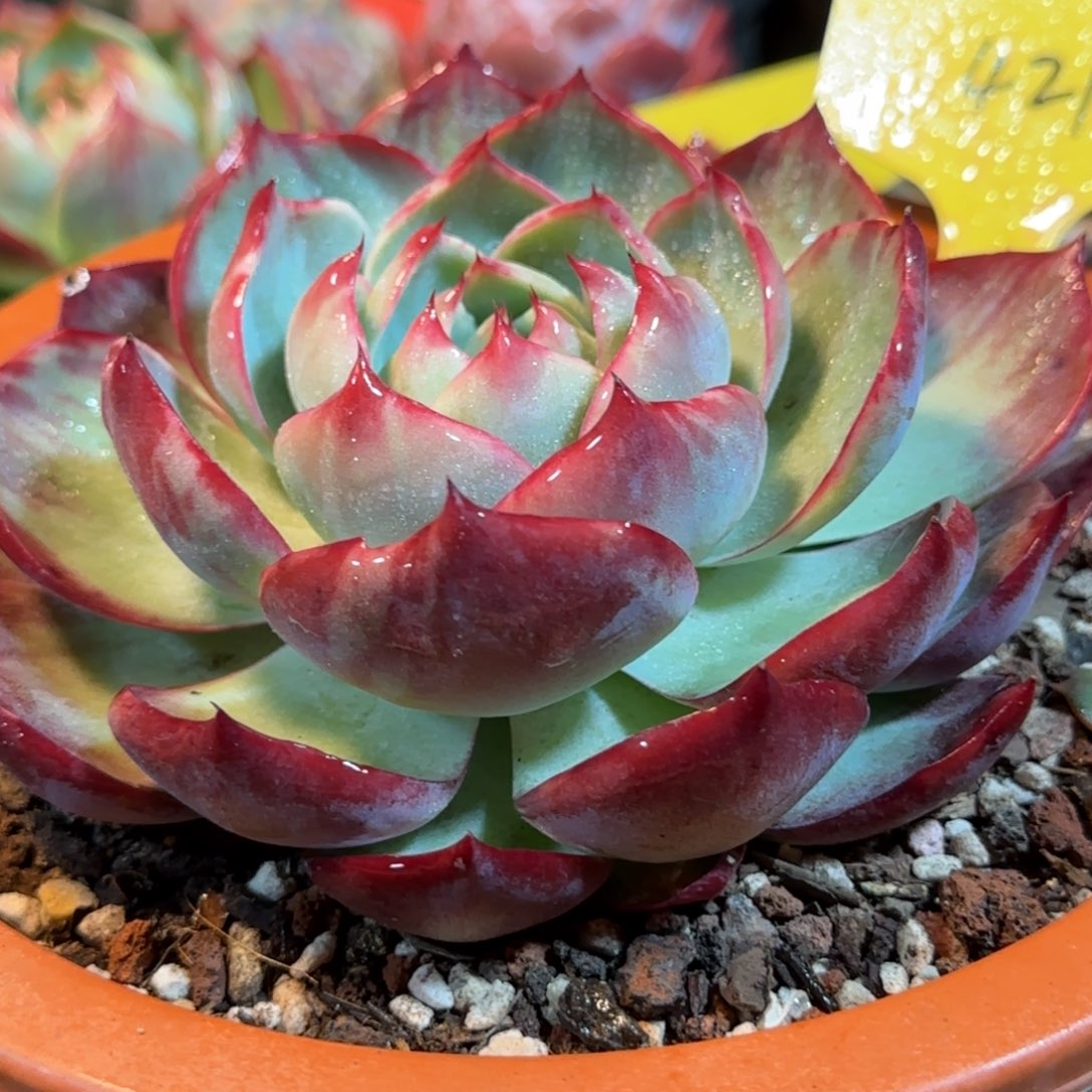 花脸惊鸿一物一拍包装收缩花旱421