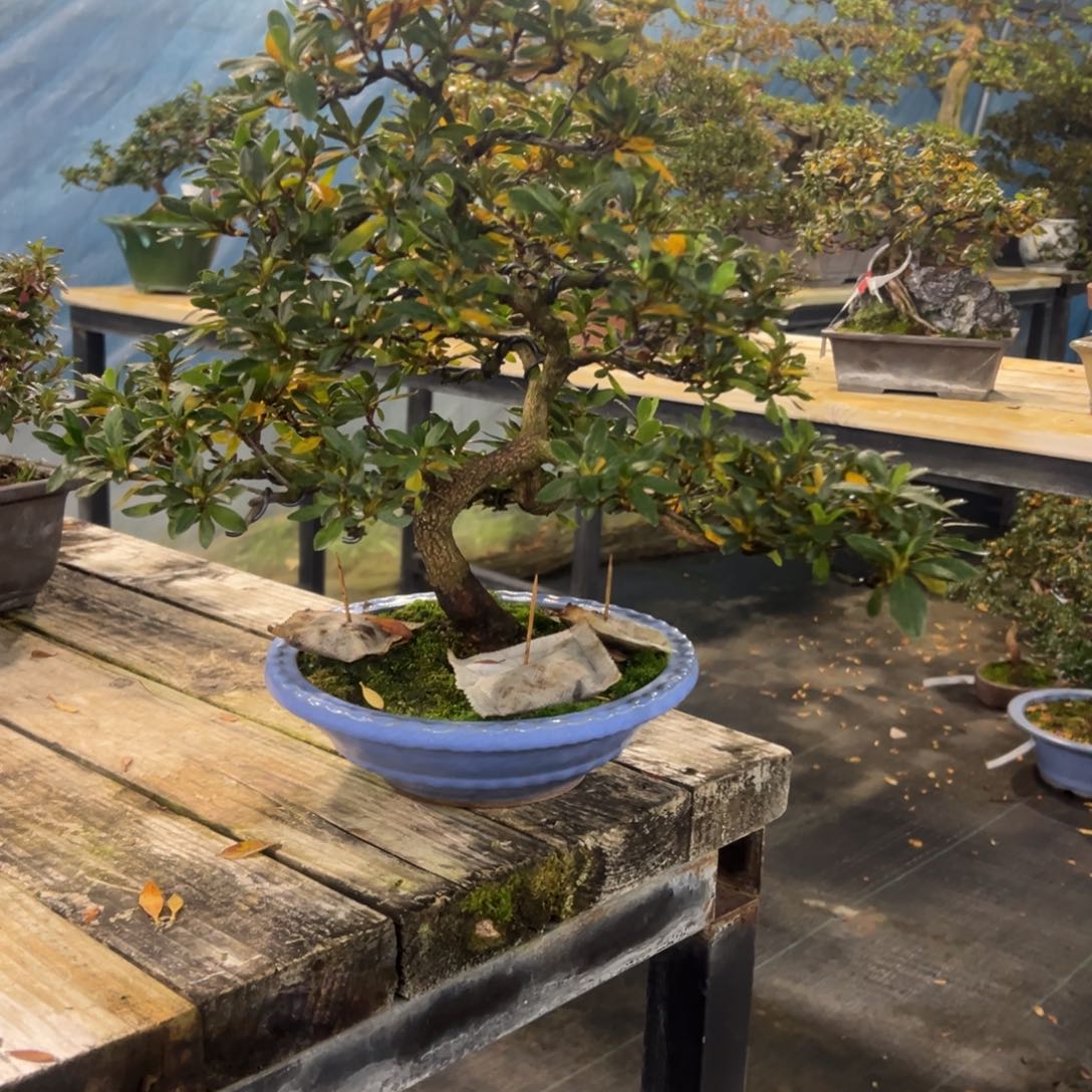 无花朵杜鹃。开花杜鹃