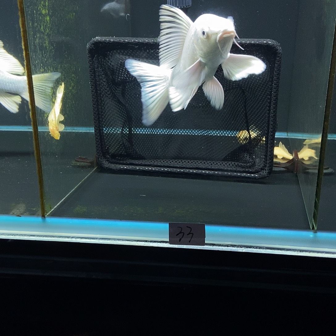 工***哥蝴蝶鲤鱼33号白色蝴蝶鲤一条