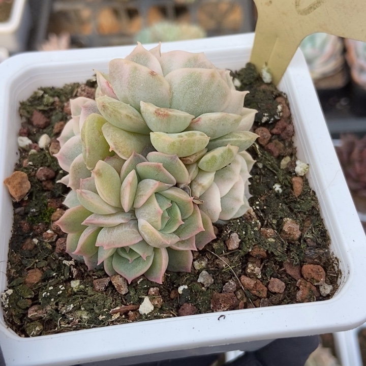 696昂锦多肉植物