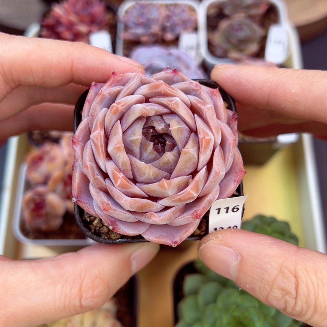 好好看116、哈哈哈哈