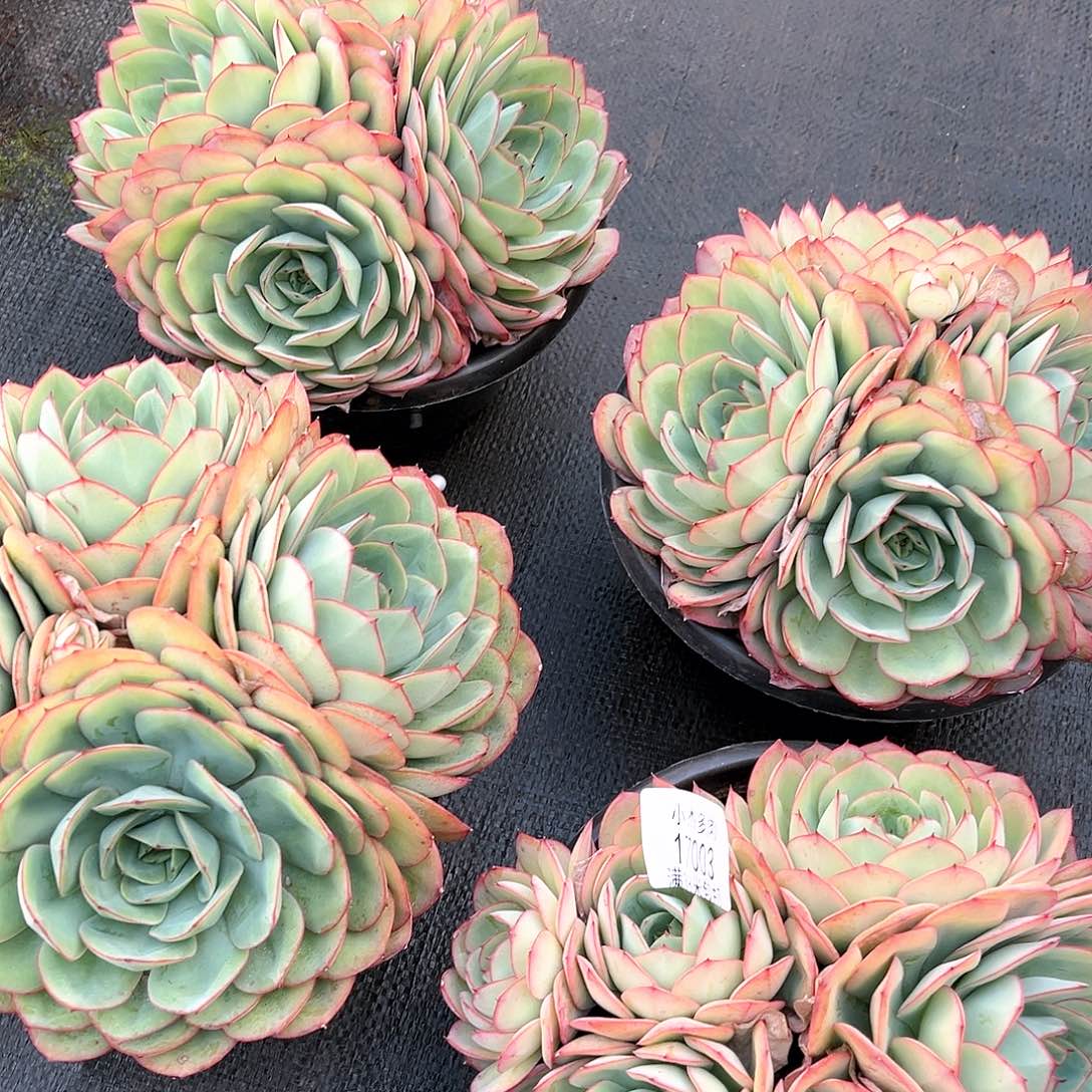 牡丹亭4颗大17003