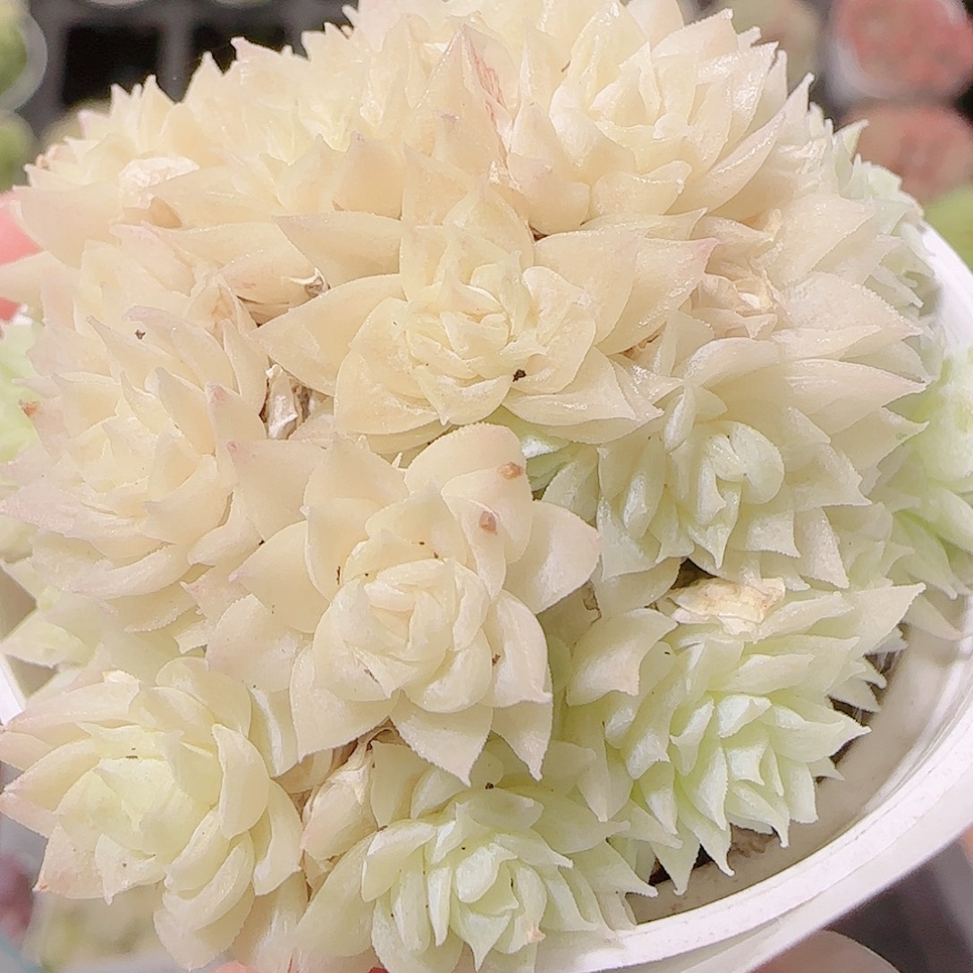 花语逸镜1122-131散