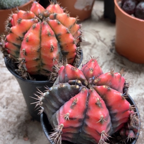 两盆油画仙人球35米仙人球