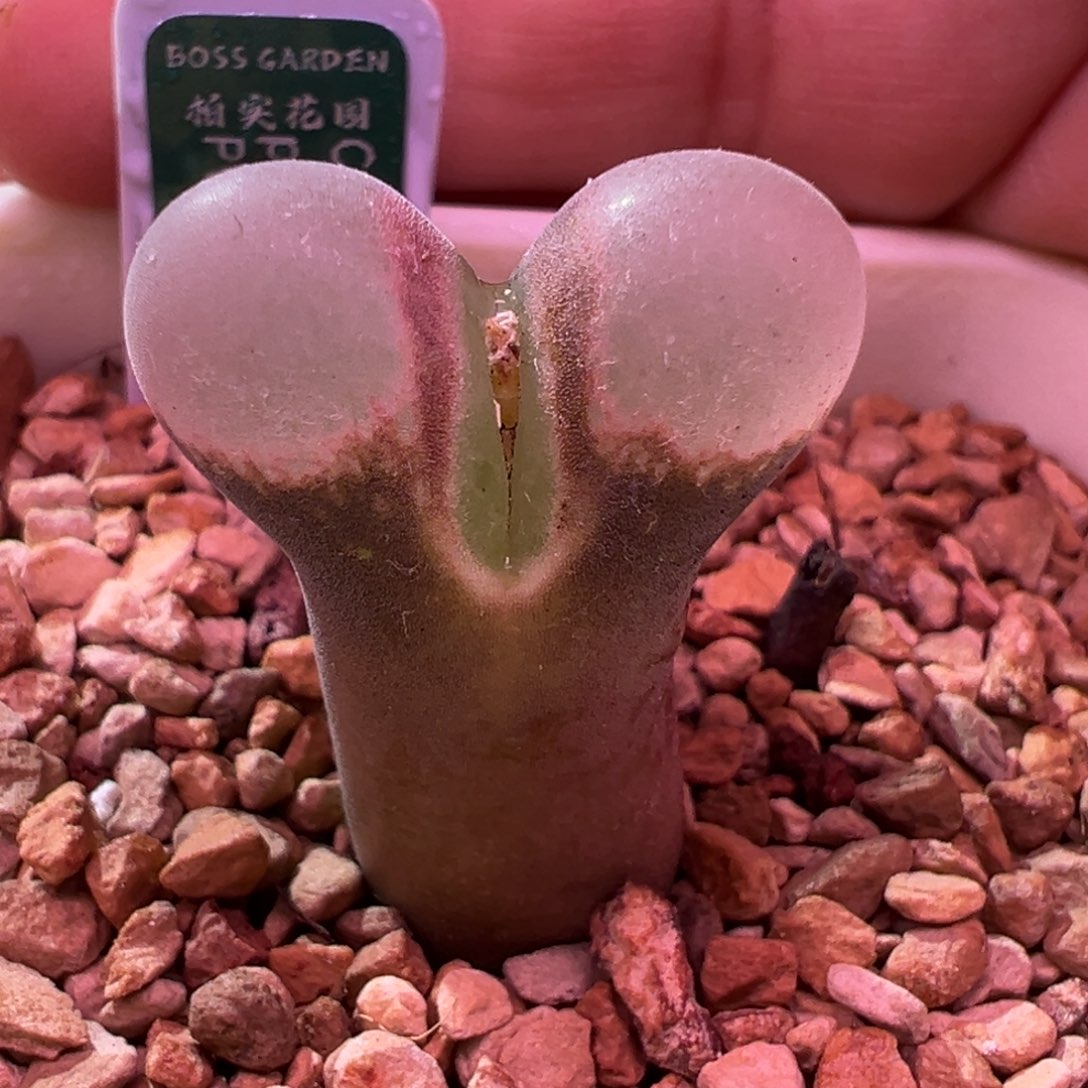 348。青蛙优选四年半1089鲑鱼粉 内双头母本