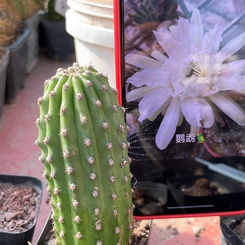 鹦鹉有根10厘米做