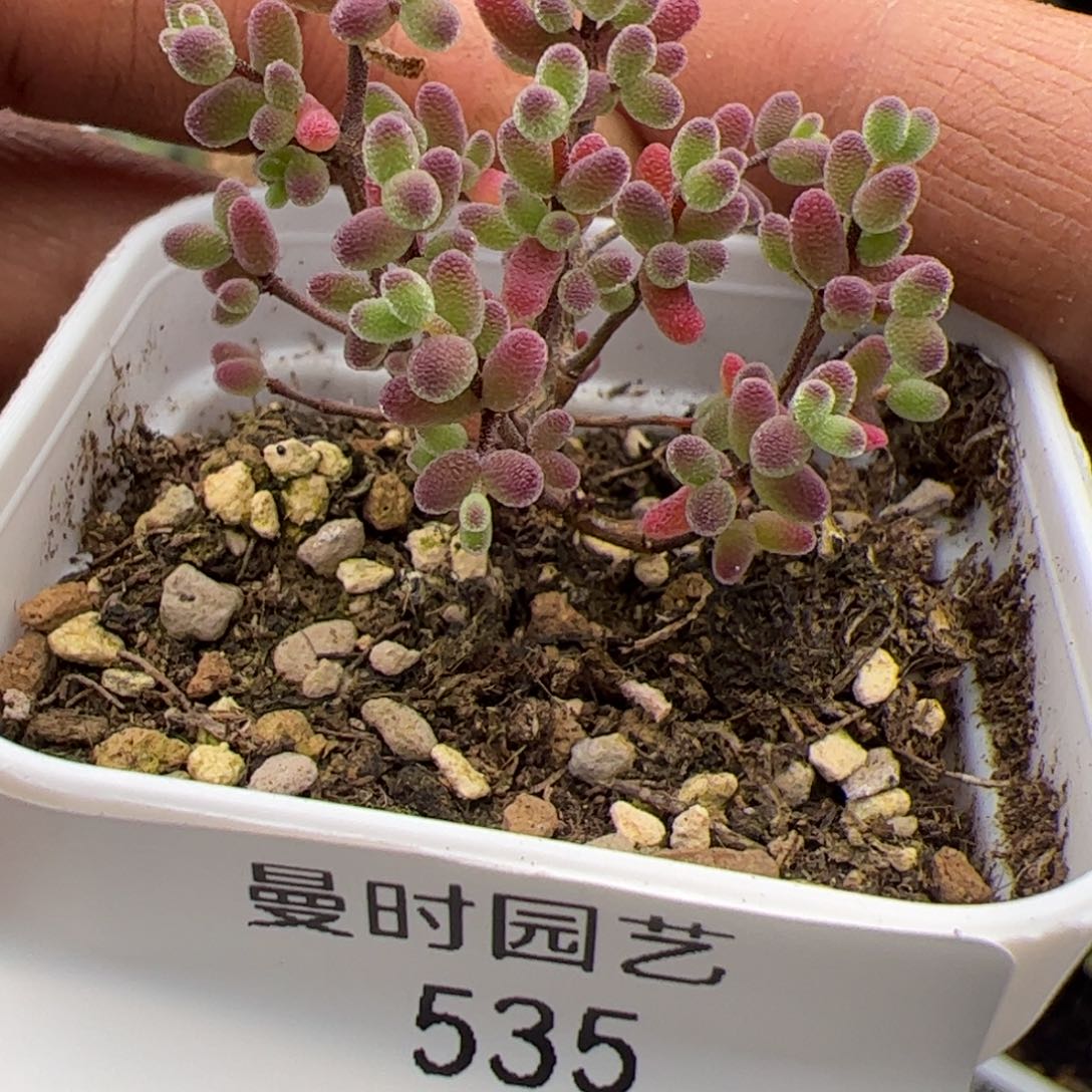 3.4糖球多肉植物535