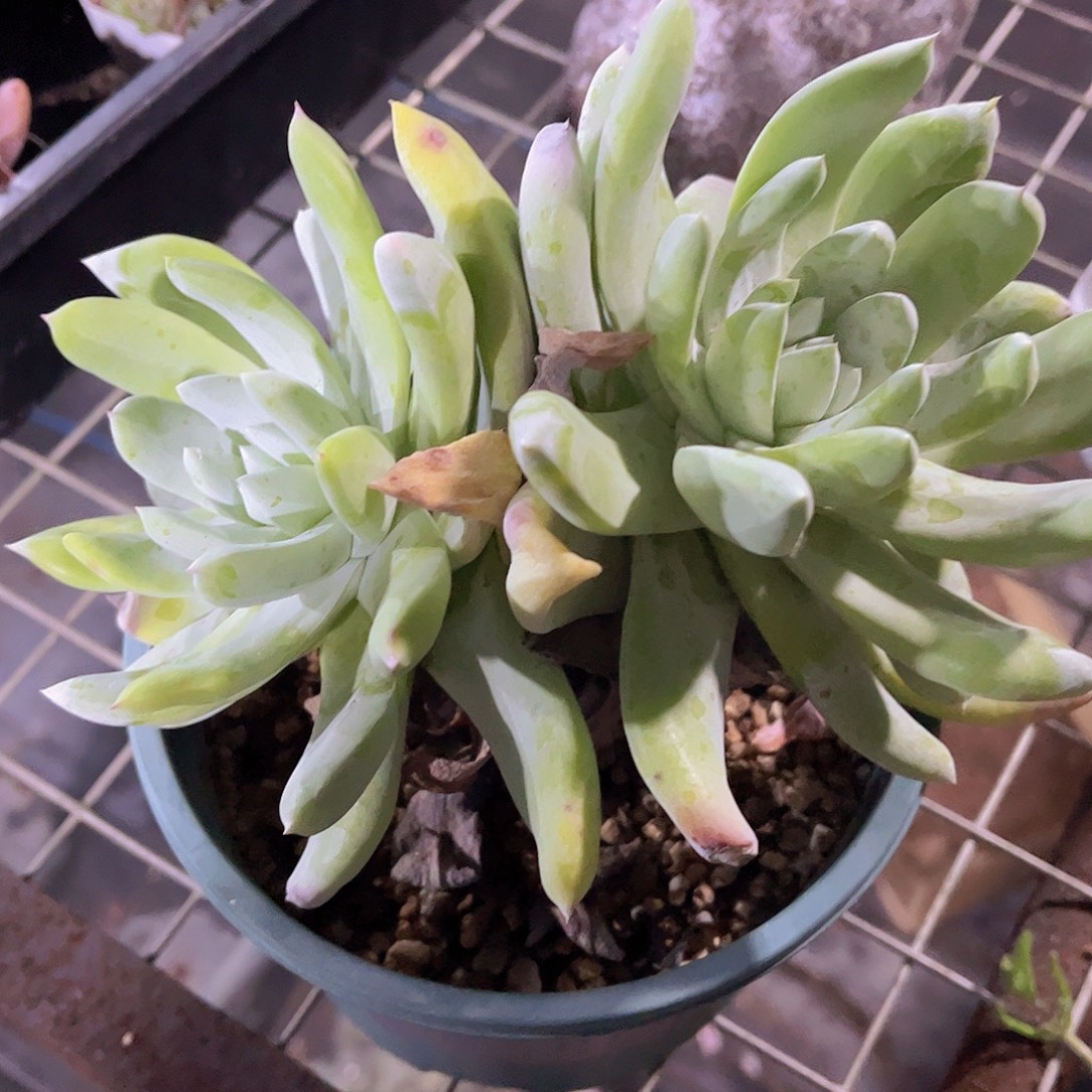 拇指仙女杯多肉植物