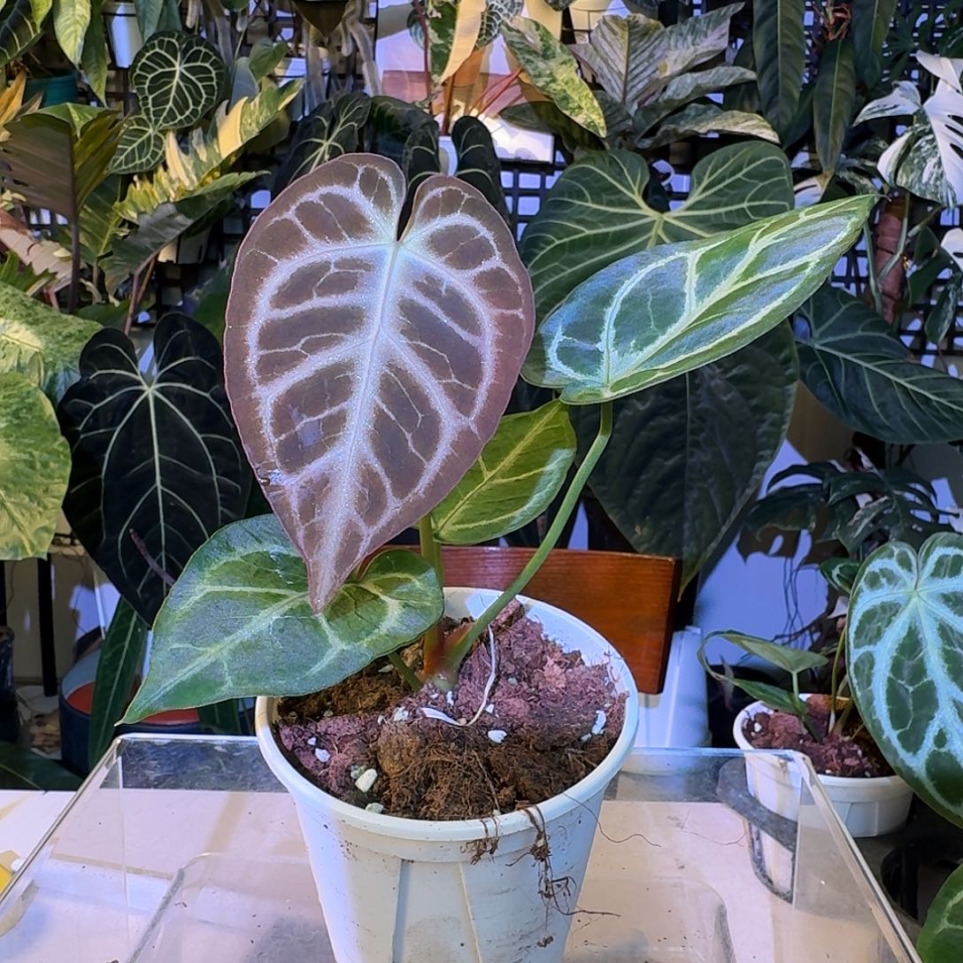 完全开放V03粉脉撕裂纹