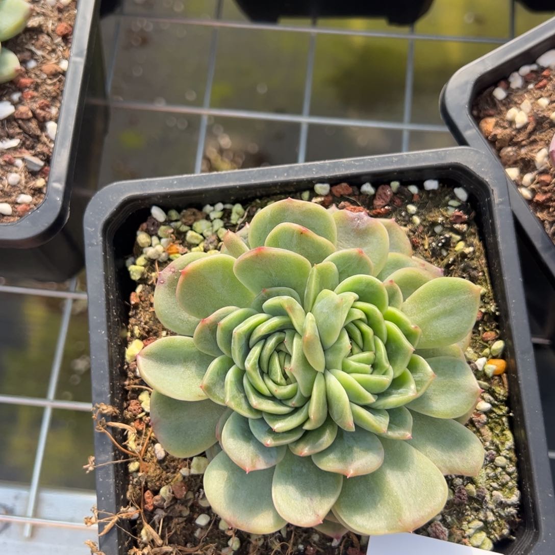 日***?3682肉肉肉肉肉