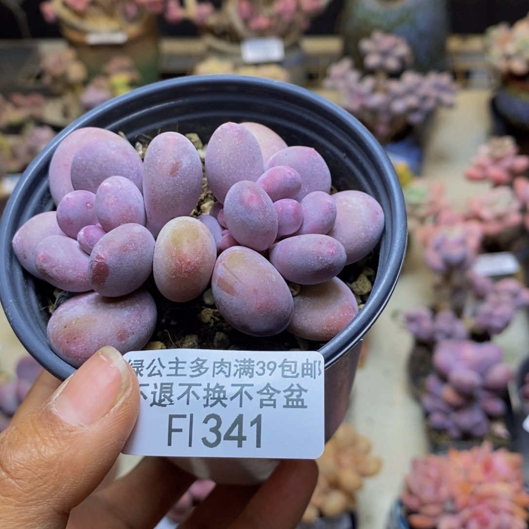 341蛋黄奶多肉7c m