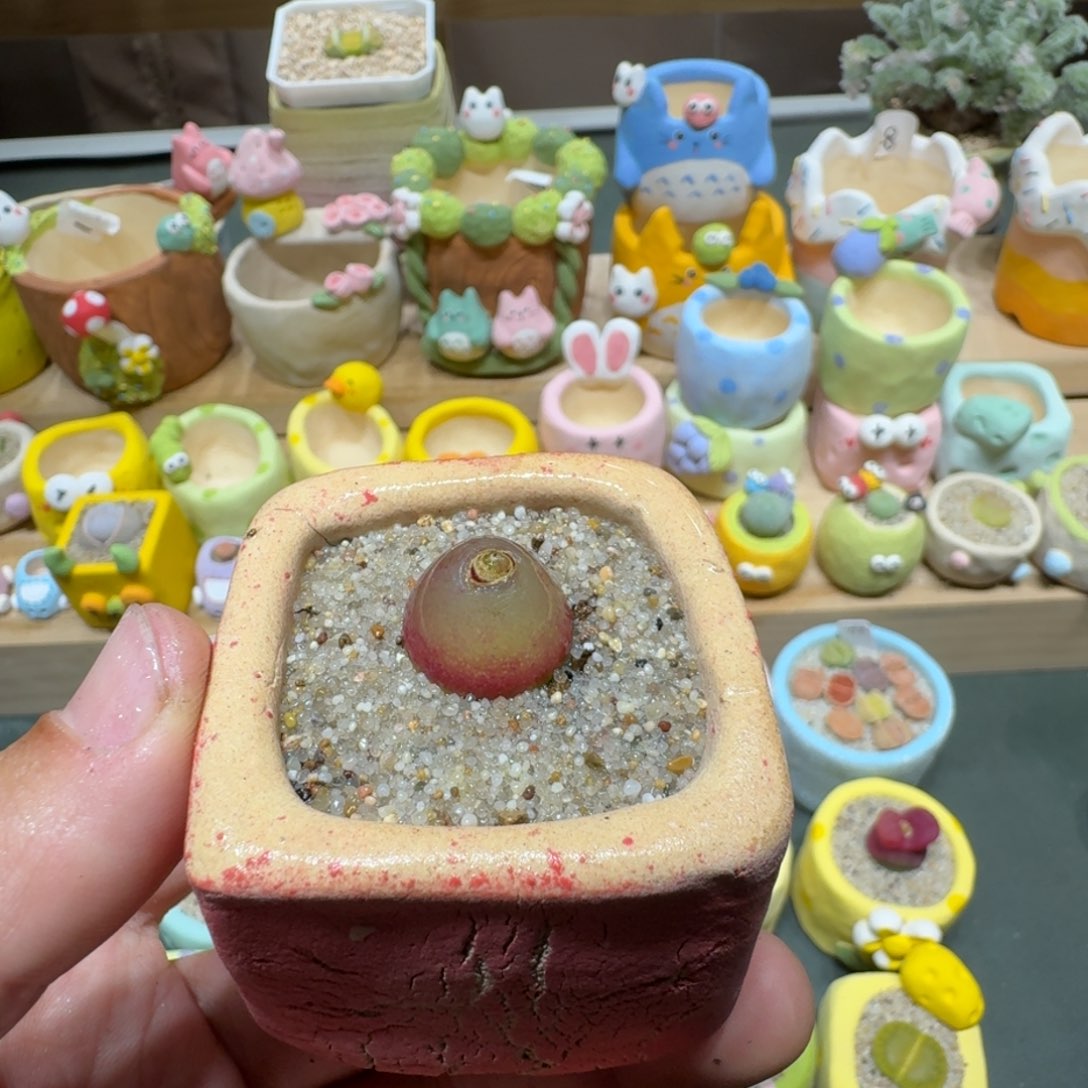 红陶蘑菇688灯泡