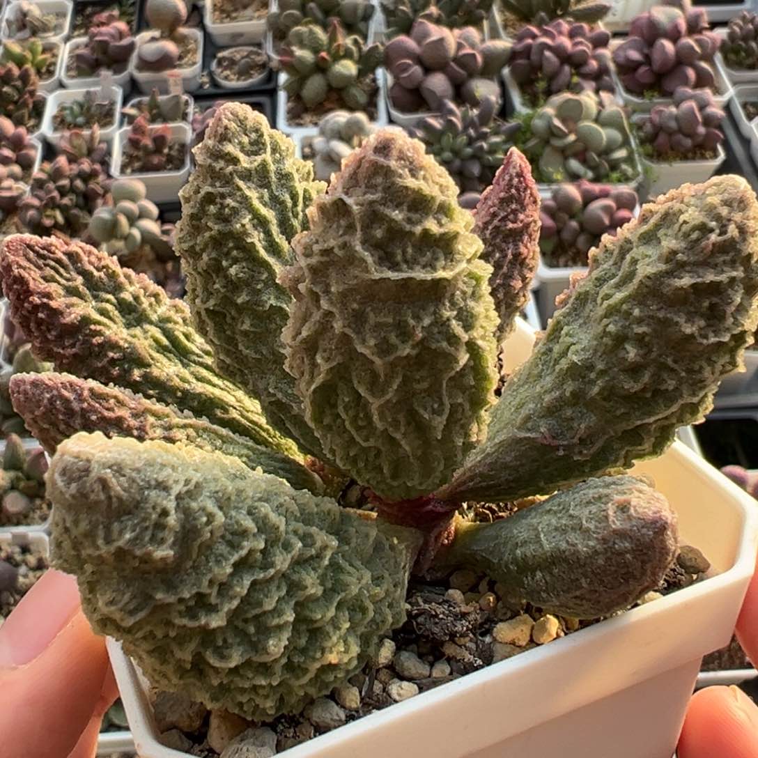 苍龙粗狂纹路大型种纹路款多肉植物