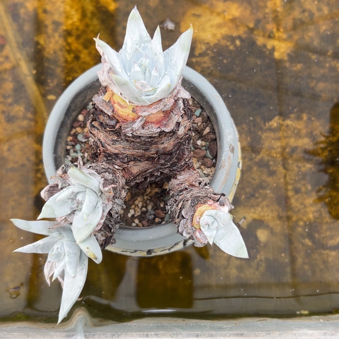 ****Q谢谢哥～一物一拍891