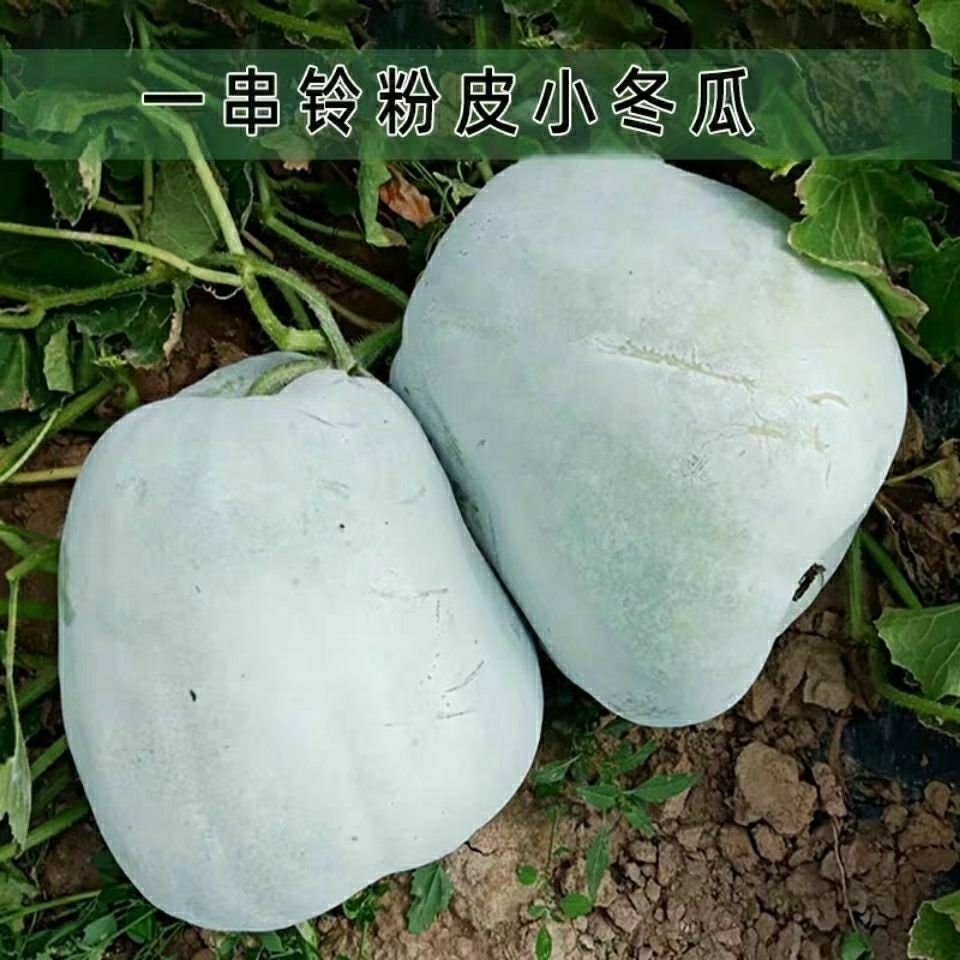 高产一串铃冬瓜种子四季白皮小冬瓜蔬菜种籽粉皮庭院菜园阳台大田