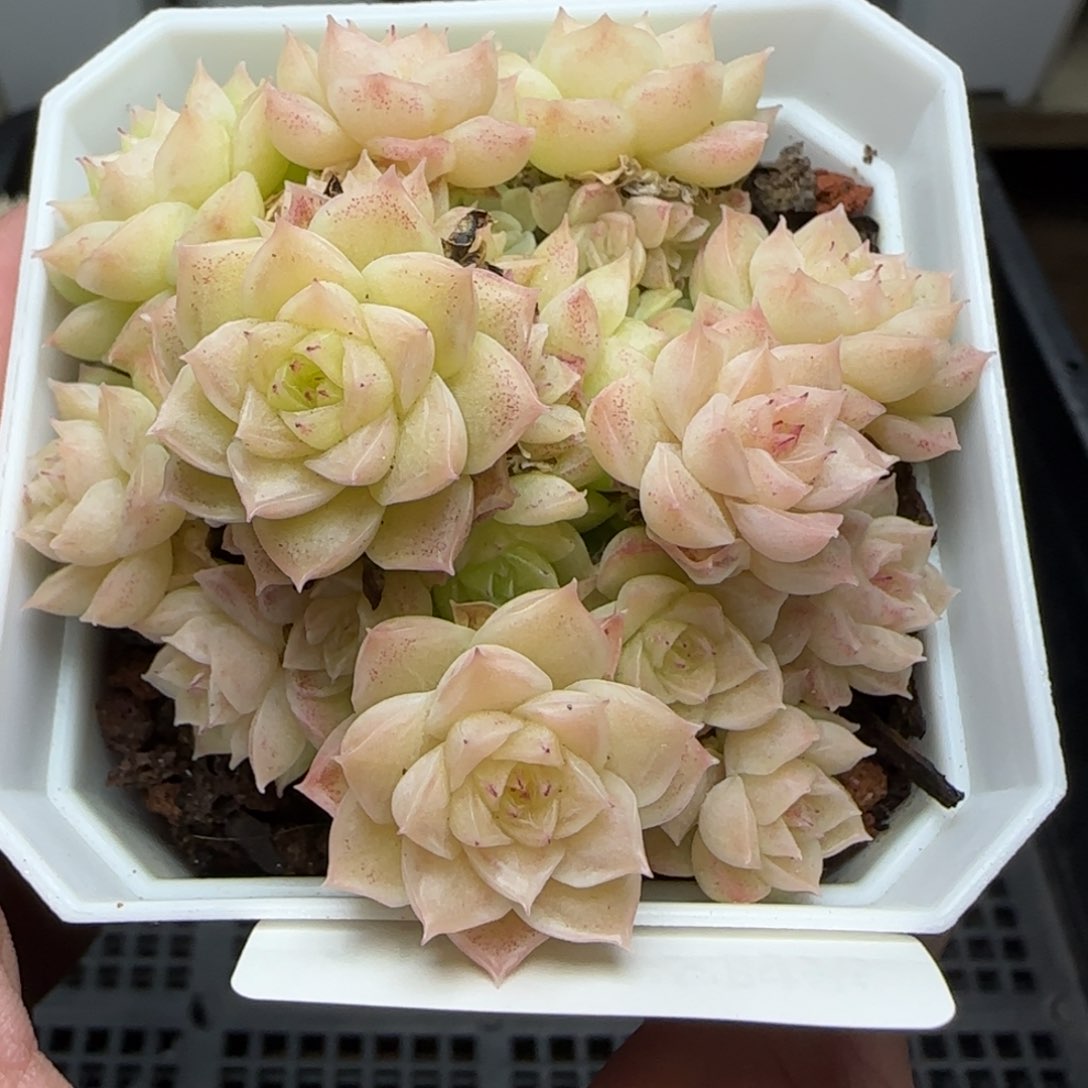 0216-152优选麦秆