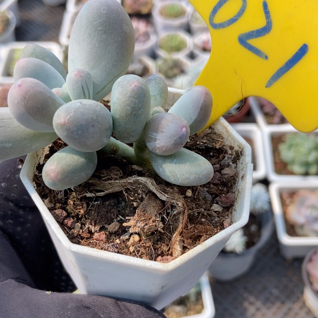 621米可奶多肉植物保护