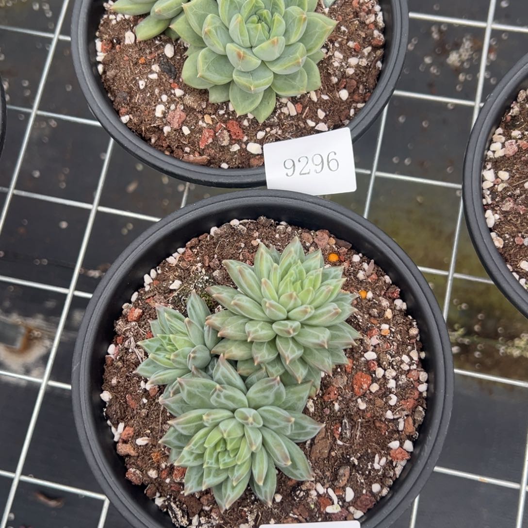 梦*࿐9295 9296不包整肉肉肉肉肉