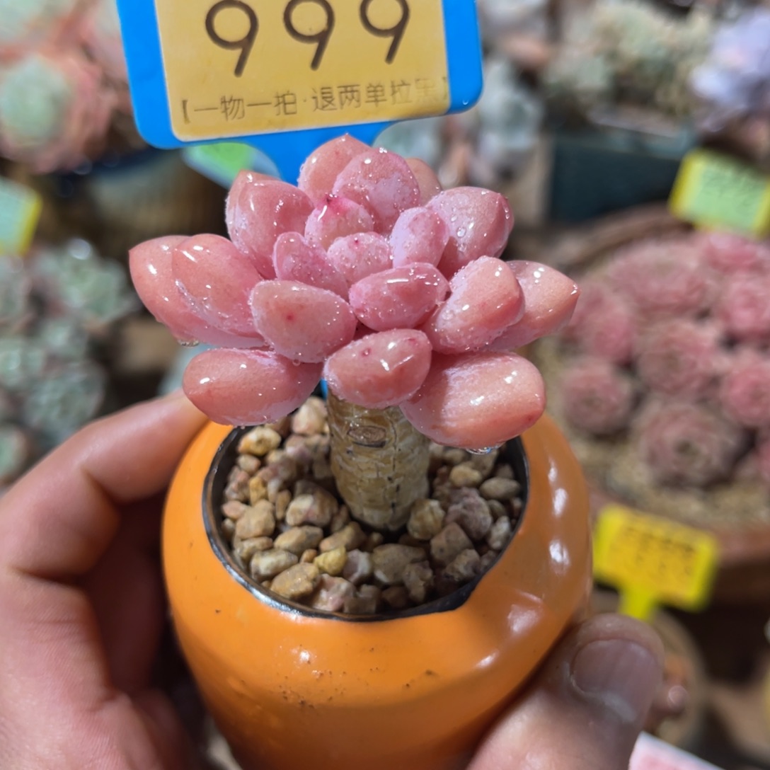 云尘多肉一物一拍不含盆999