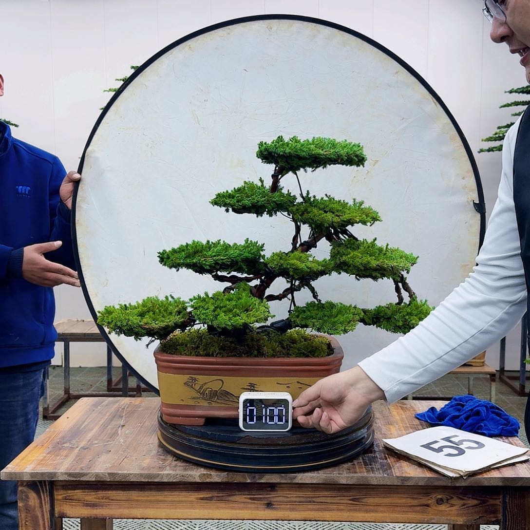 盆景柏树造型盆景