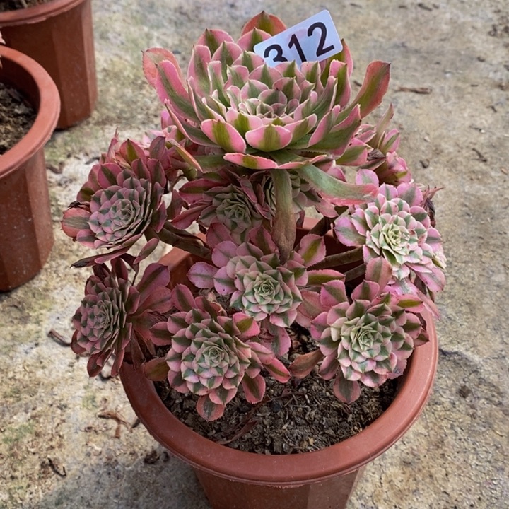 红铜白多肉植物312