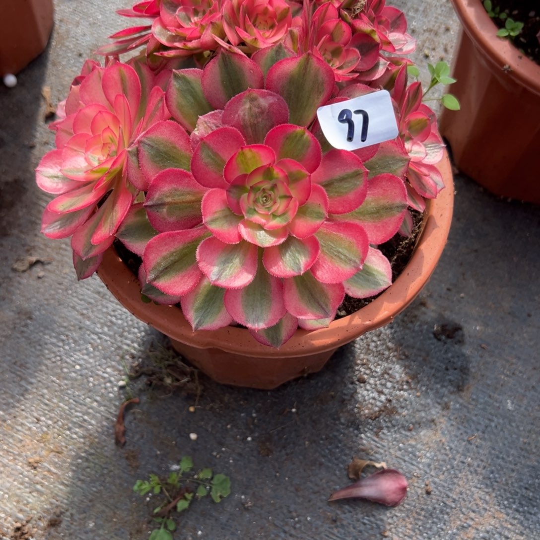 97倾城有微瑕多肉多肉