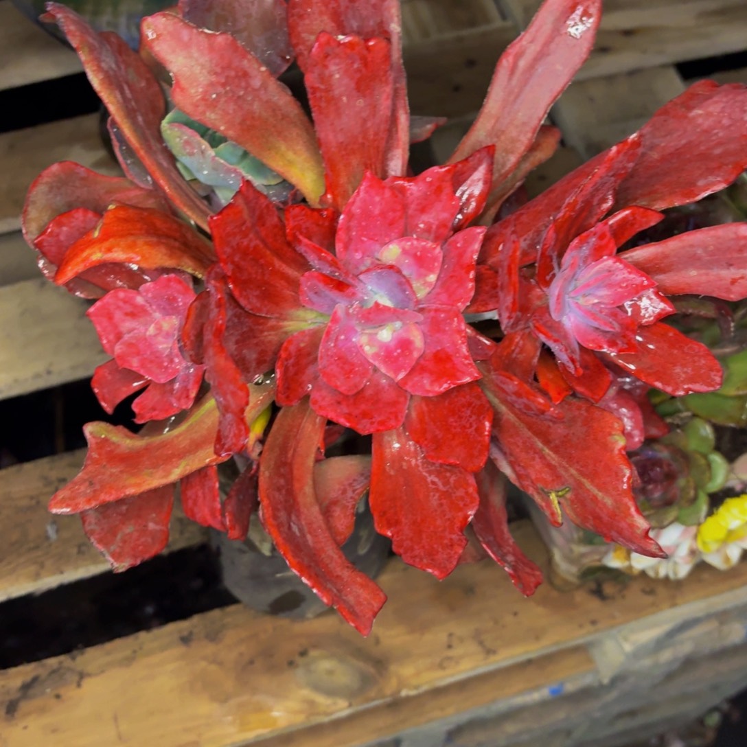 光***狂老桩精品肉肉钻石锦