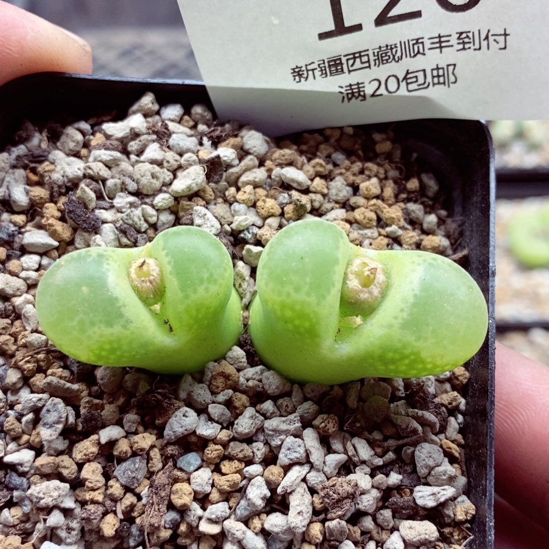 我的小姐姐们都是我120