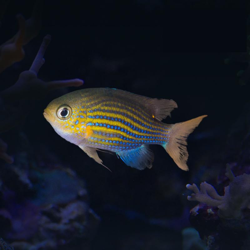 蓝线魔（2条装）海水鱼热带观赏鱼售后需拍开箱视频（免包装费）