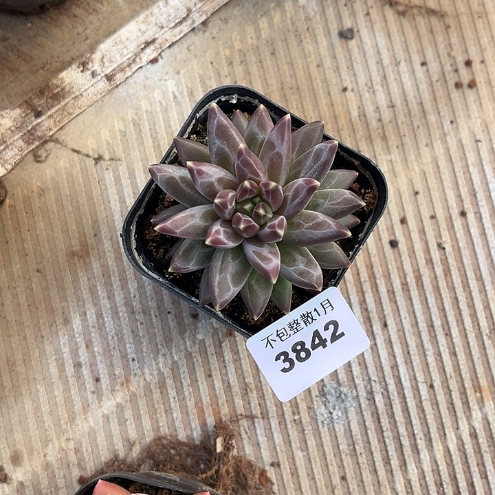 阿雅园艺。      3842