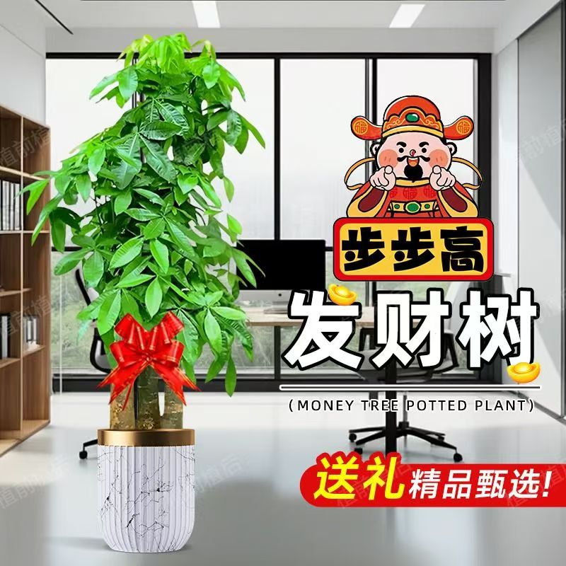 【送货上门】1.6-1.8米步步高升发财树客厅办公室绿植乔迁开业送礼