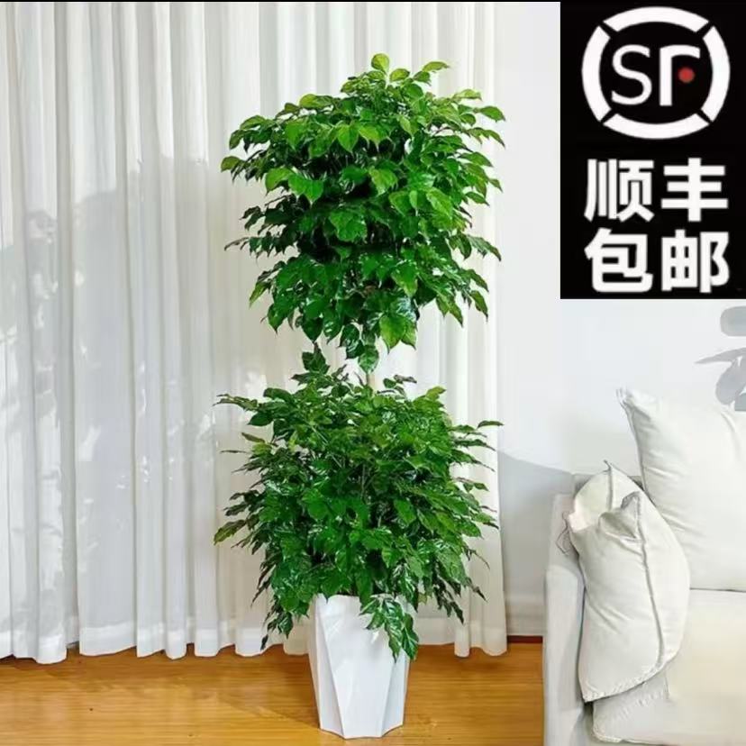 【送白盆】【顺丰包邮】双层幸福树1.4-1.5米四季常青常绿净化空气3