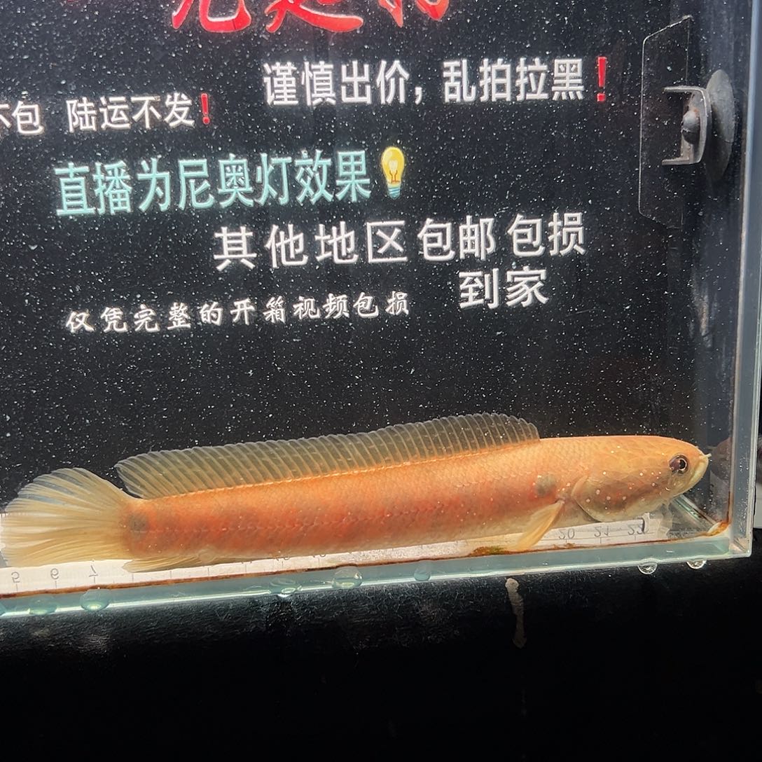 雷龙鱼七星雷龙鱼