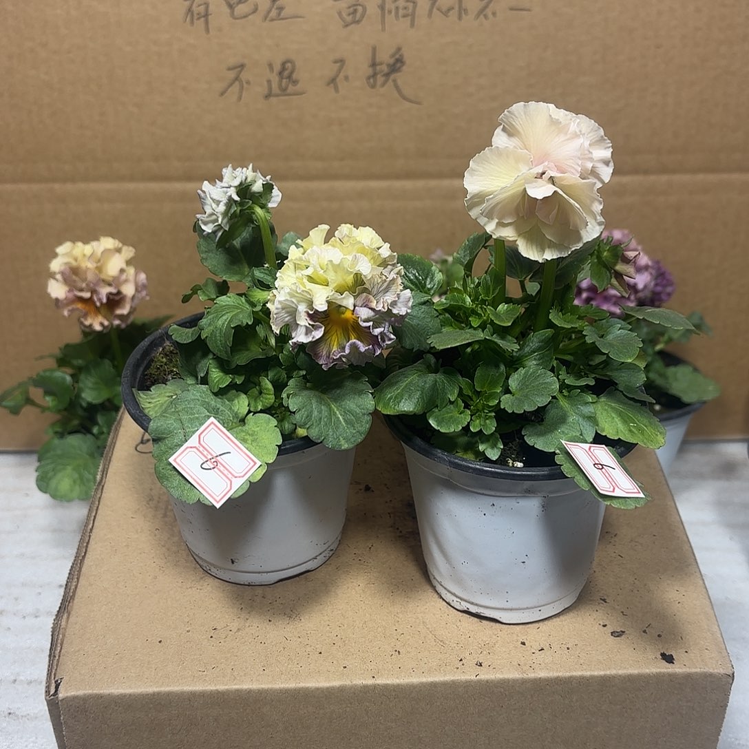 完全开放Aaaaaa6a