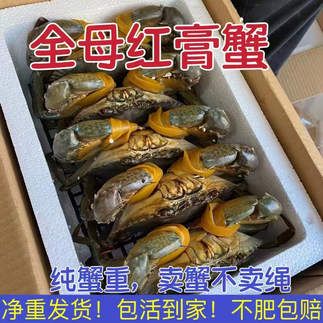 鲜活小膏蟹4-5两|只包邮包活到家顺丰空运青蟹膏蟹场地直发