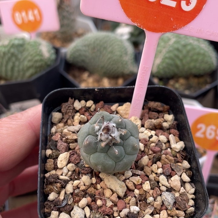 实生冬云一棵2623000