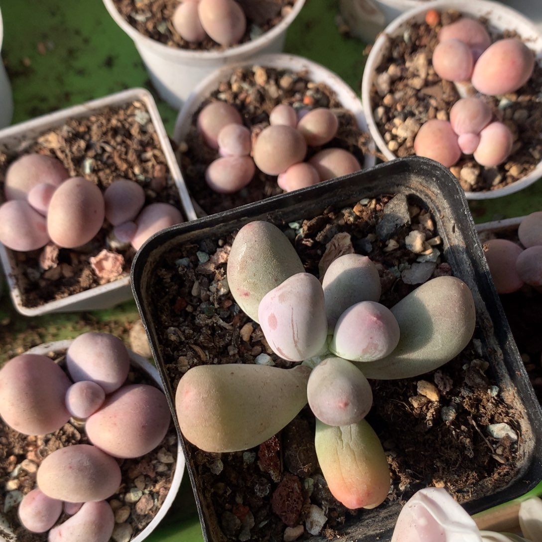 奶酪多肉米可奶奶酪