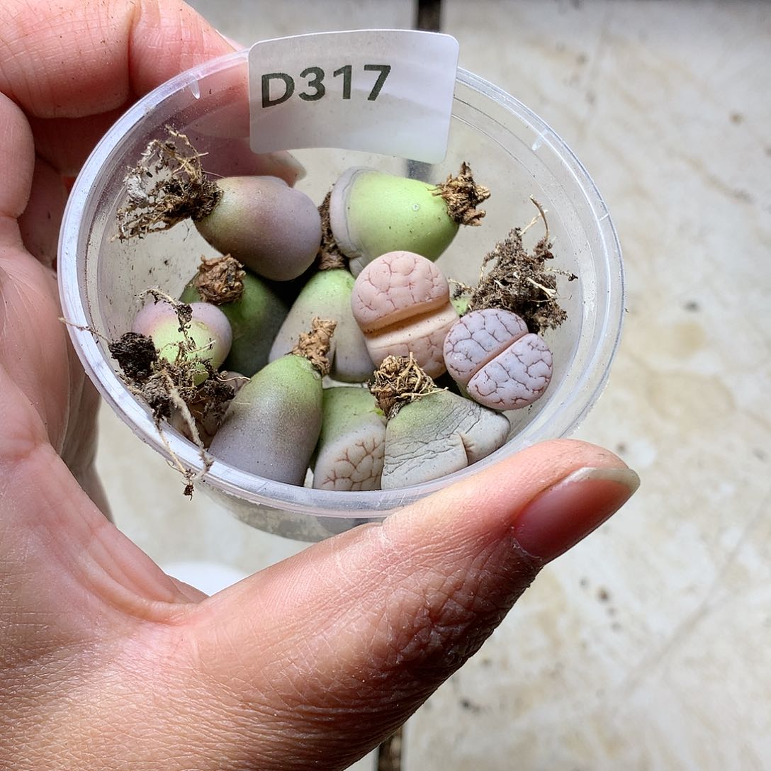 °D317多肉植物保护