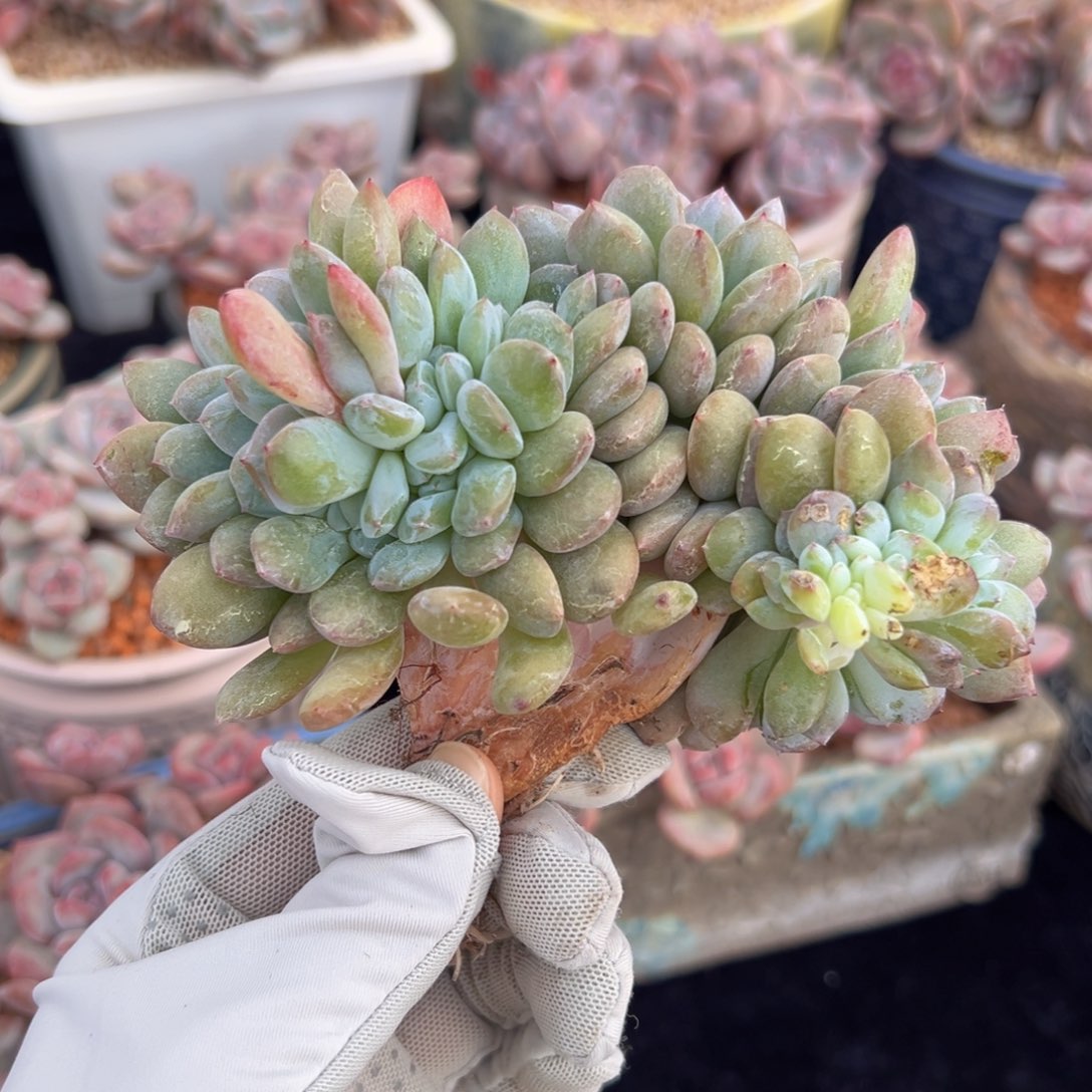 新年快乐 新年快乐