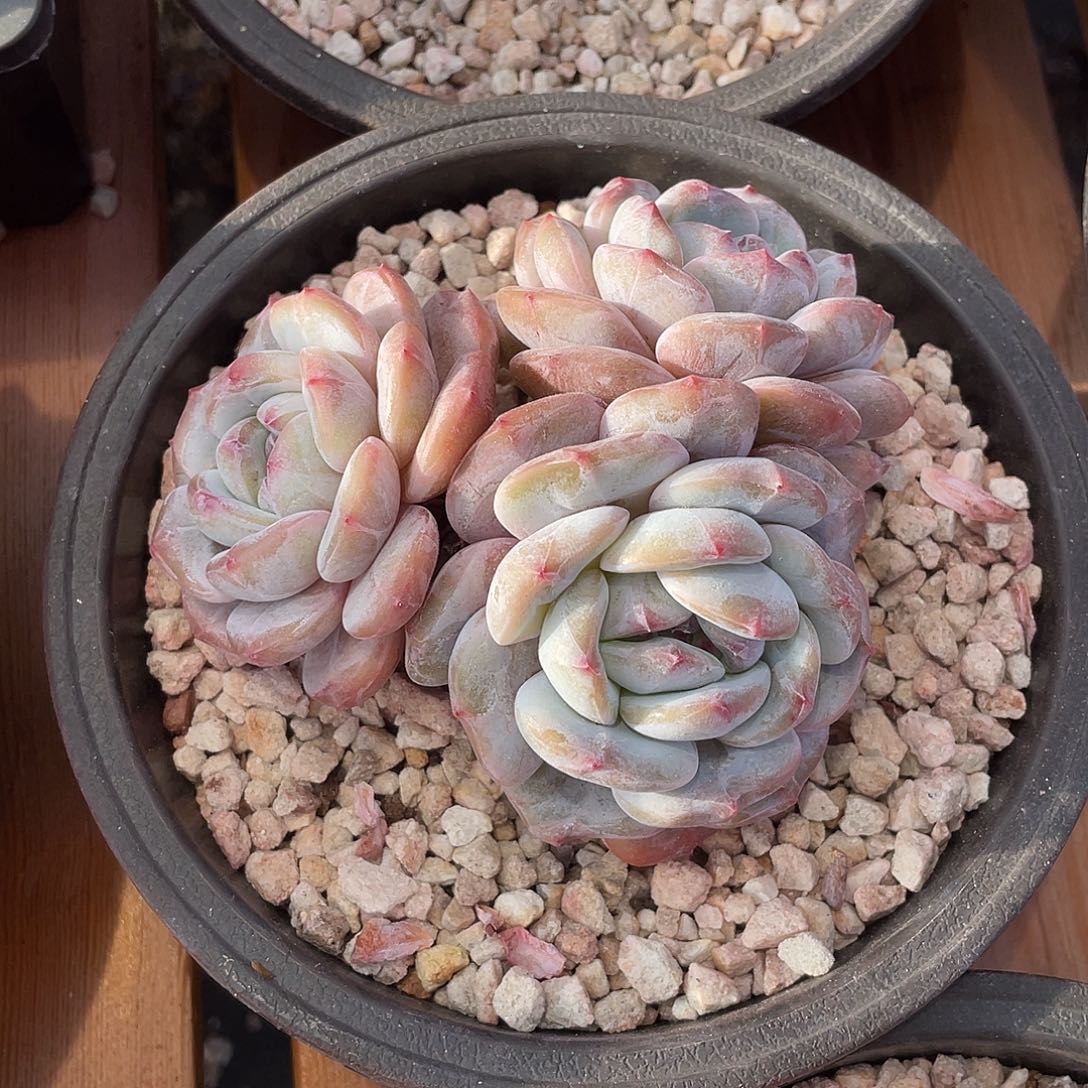 精品优选多肉植物